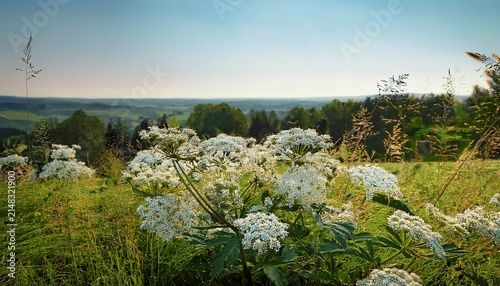 Meadowsweet Growing In A Meadow