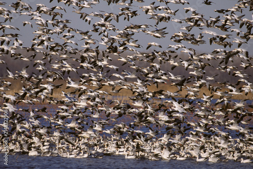 Cuadro en lienzo 00754-01809  Snow Geese (Chen caerulescens) in flight Squaw Creek NWR  MO