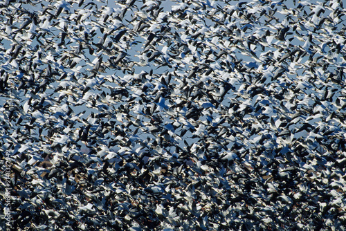 Bild auf Leinwand 00754-02012 Snow Geese (Chen caerulescens) in flight Squaw Creek NWR  MO