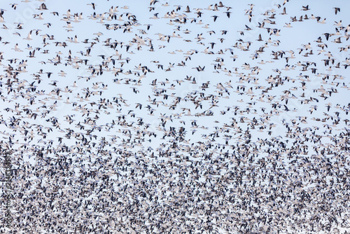 фотографія 00754-03020 Snow Geese (Anser caerulescens) large flock lifting off Marion Co
