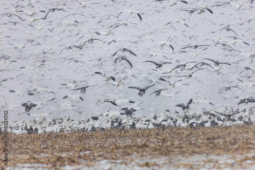 Fotografie 00754-03318 Snow Geese (Anser caerulescens) flock lifting off from feeding in cornfield during snowstorm Marion Co