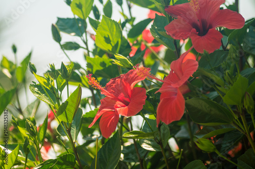 Beautiful red hibiscus flowers tropical rose mallow blooming on a green branch in a sunny summer garden close up.