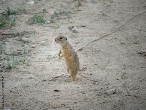 Ürge (Spermophilus citellus