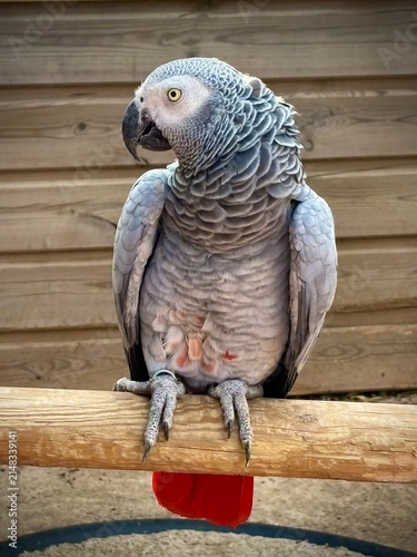 perroquet gris du Gabon en gros plan