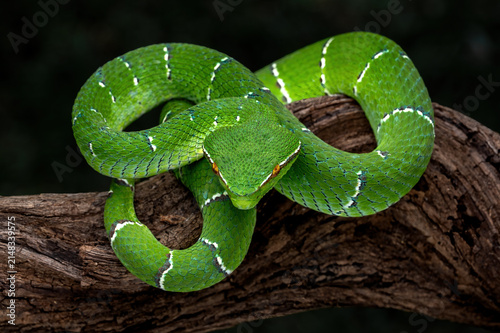 Canvas Print The Sulawesi pit viper (Tropidolaemus laticinctus) also known as the broad-banded temple pit viper, is a highly venomous snake endemic to the Indonesian island of Sulawesi