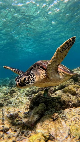 Close up of a green sea turtle (Chelonia mydas) as it glides gracefully above corals in a bright clear water. Dauin, Philippines