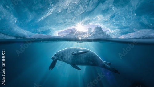 A Seal Swims Beneath The Arctic Ice Cave