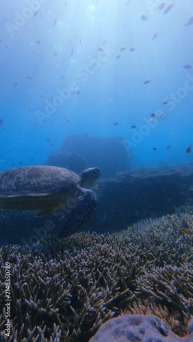 Dark and mystical underwater scene of a green sea turtle (Chelonia mydas) swimming through the depths of the reef with light beams filtering through the water. Dauin, Philippines