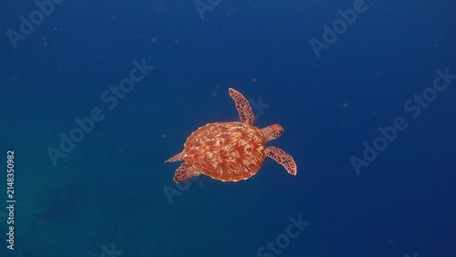 Enchanting underwater scene of a green sea turtle (Chelonia mydas) swimming in the in vast blue open water exuding calm and grace. Dauin, Philippines