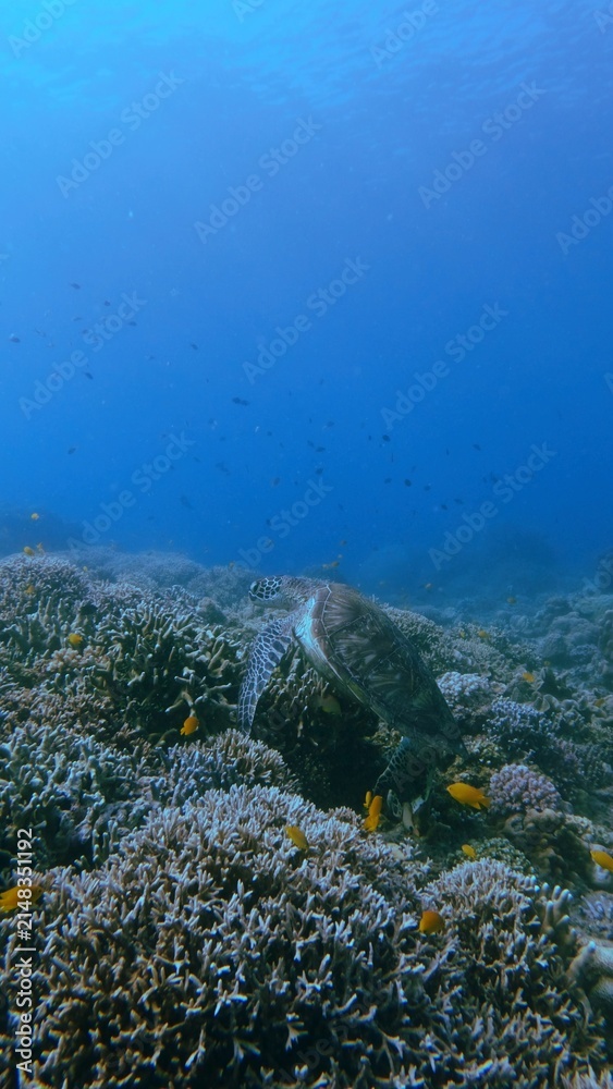 Obraz premium A green sea turtle (Chelonia mydas) clinging among dense corals while lemon damsel (Pomacentrus moluccensis) swim around in deep blue waters. Dauin, Philippines