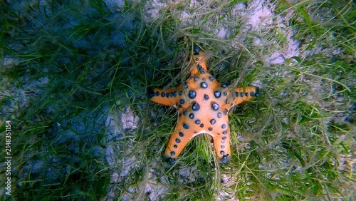 Chocolate chip starfish (Protoreaster nodosus) nestled among the seagrass on the seafloor. Dauin, Philippines