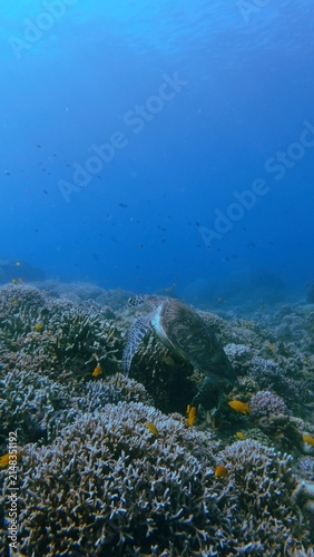 A green sea turtle (Chelonia mydas) clinging among dense corals while lemon damsel (Pomacentrus moluccensis) swim around in deep blue waters. Dauin, Philippines