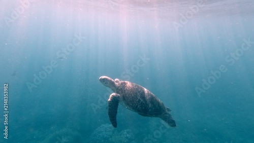 Fotografía Ethereal underwater scene of a green sea turtle (Chelonia mydas) gracefully swimming in open water, with rays of sunlight penetrating from the surface