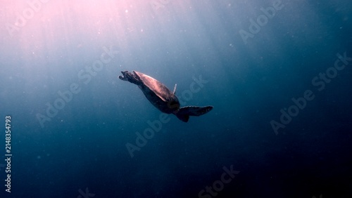 Foto Silhouetted geen sea turtle (Chelonia mydas) diving into the blue depths as rays of sunlight filter through, creating an ethereal whimsical underter scene