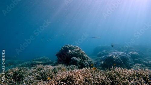 Serene underwater scene with light rays illuminating coral reefs and marine life creating a magical view. Dauin, Philippines