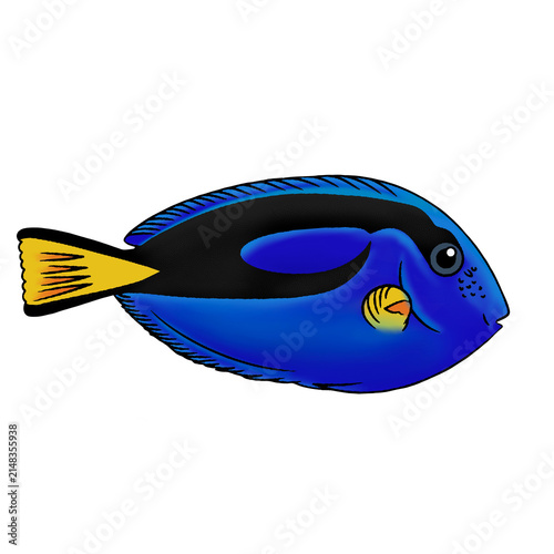 Cuadro en lienzo Blue Tang Fish Illustration Isolated on Transparent Background
