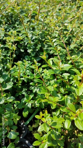 Close-up of healthy ornamental shrubs in a plant nursery during selection of flowering plants. Fresh green foliage in bright sunlight, gardening, landscaping and horticulture concept.
