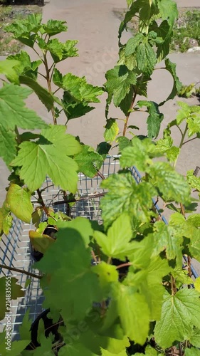 Young berry bushes in pots rest inside a metal shopping cart outdoors on a sunny day. Nursery shopping, garden center retail and spring planting concept.