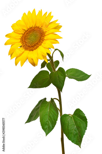Sunflower isolated on white background. Sun symbol. Flowers yellow, agriculture. Seeds and oil. Flat lay, top view