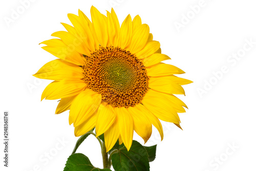 Sunflower head isolated on white background. Sun symbol. Flowers yellow, agriculture. Seeds and oil. Flat lay, top view. Bio. Eco. Creative