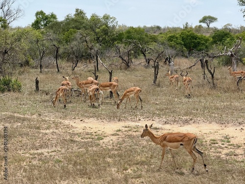 Group of impala grazing in savanna near Kruger National Park, Mpumalanga, South Africa