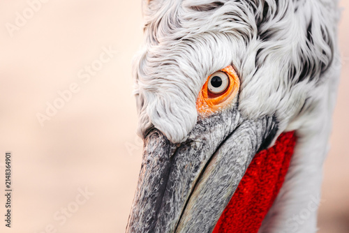 Foto Extreme close-up portrait of a Dalmatian pelican (Pelecanus crispus) at Lake Kerkini, Greece