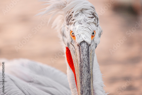 Fotografie Extreme close-up portrait of a Dalmatian pelican (Pelecanus crispus) at Lake Kerkini, Greece