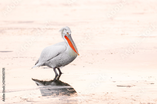 Dalmatian pelican (Pelecanus crispus) standing on ice at frozen Lake Kerkini, Greece