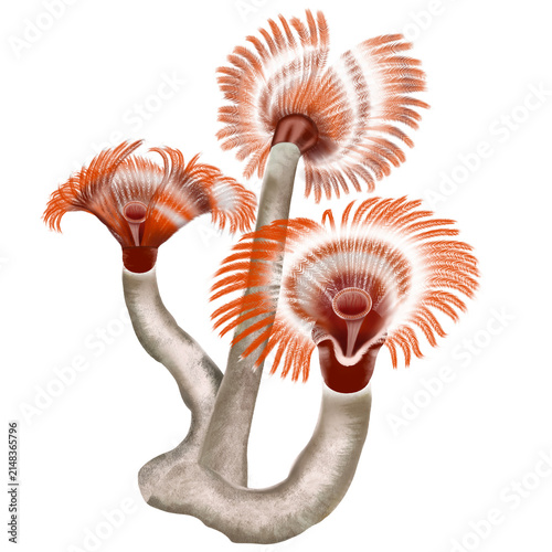 Fotografía Feather Duster Worm Colony Illustration Isolated on Transparent Background