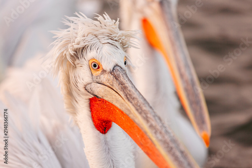 Fotografie Extreme close-up portrait of a Dalmatian pelican (Pelecanus crispus) at Lake Kerkini, Greece