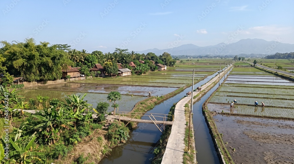 Fototapeta premium Aerial View of Indonesian Rice Fields and Rural Village Life