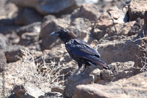 the Canary Island raven (Corvus corax canariensis)