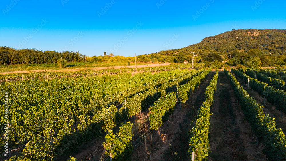 Obraz premium Vineyard rows below forested hill and blue sky. Warm sunlight highlights grapevines and dry paths across a broad rural landscape.