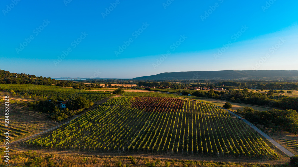 Obraz premium High angle view of structured vineyard in rural countryside. Parallel rows of vines divide the agricultural land beneath a vast blue sky.