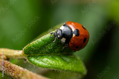 Macro of a ladybird