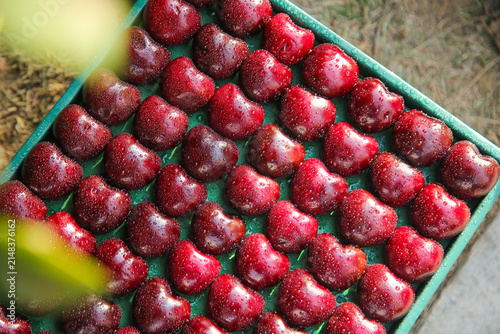 Fresh Red Cherries in Crate from Yantai Shandong - Premium Quality Fruit for Market Distribution