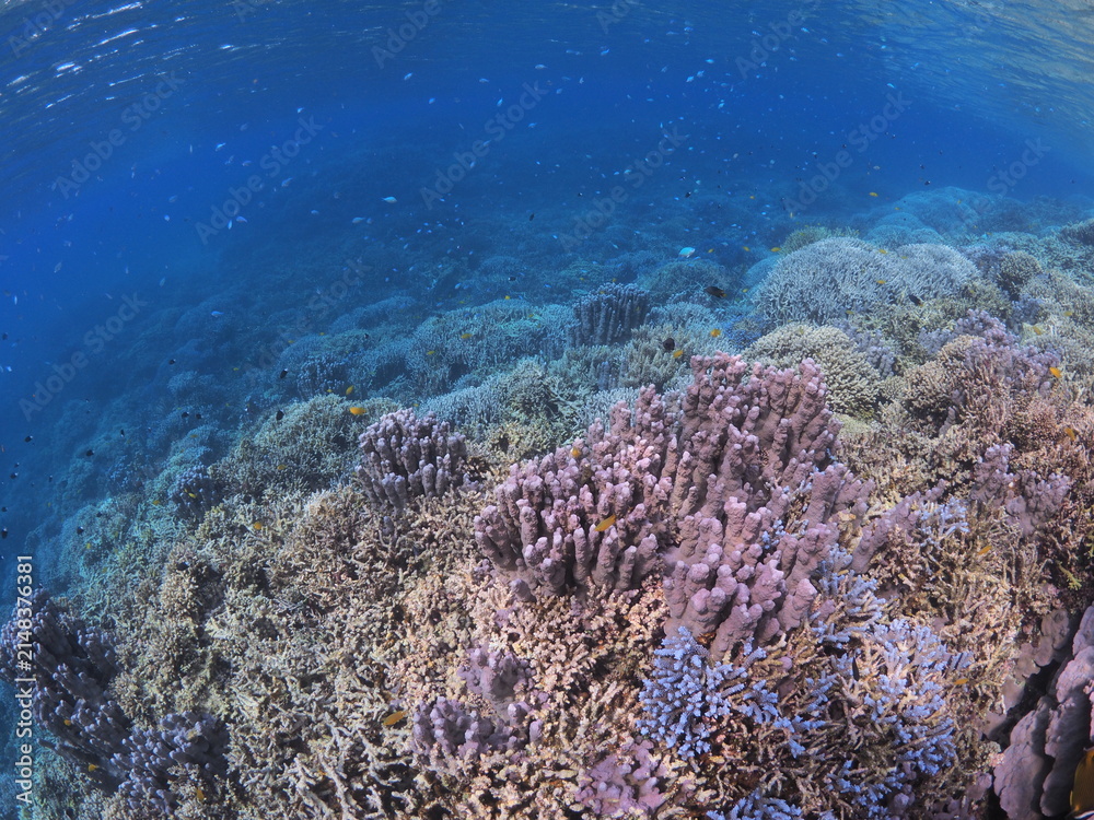 Photography Poster 西表島・石西礁湖の紫のサンゴと深く青い海 | Wall