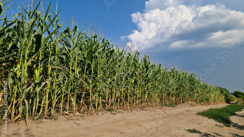 Фотография Green corn field in summer