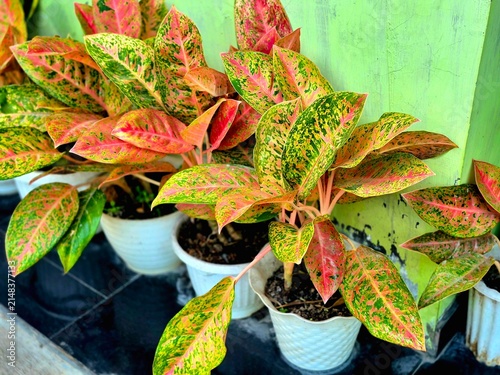 Colorful Aglaonema Potted Houseplants Arrayed in White Pots