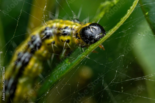 Macro of a box tree caterpillar