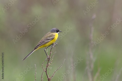 Foto Yellow Wagtail (Motacilla flava). Taken in Herzegovina.