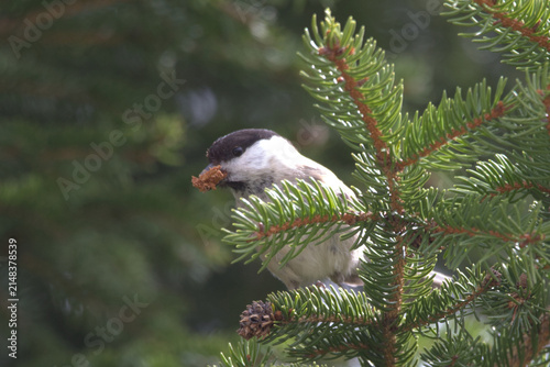 Foto A Sombre Tit (Poecile lugubris) perched in a pine tree with a mouthful of seeds