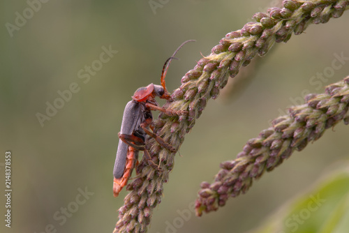 Konstfotografi Soldier Beetle (Cantharis species) on a grass flower