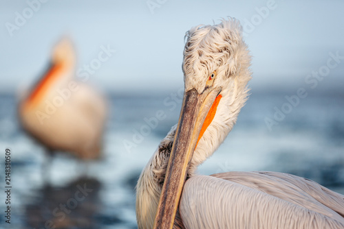 фотографія Extreme close-up portrait of a Dalmatian pelican (Pelecanus crispus) at Lake Kerkini, Greece