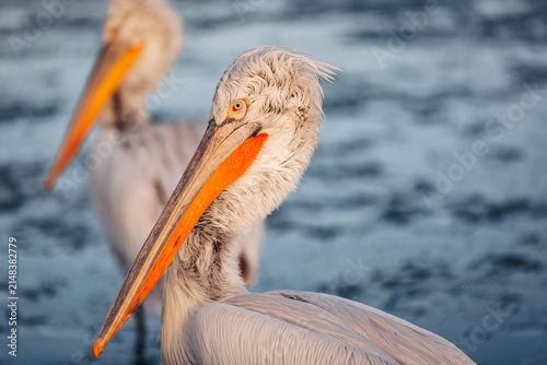 Canvastavla Extreme close-up portrait of a Dalmatian pelican (Pelecanus crispus) at Lake Kerkini, Greece