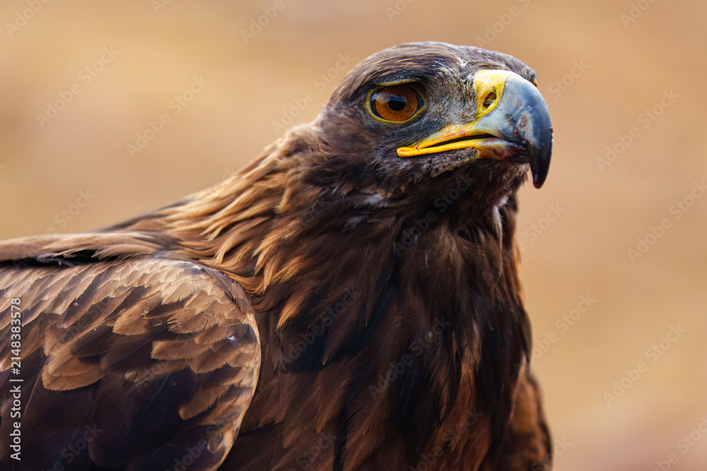 Fototapeta premium Closeup Golden Eagle With Amber Eye and Sharp Beak Portrait Looking Up in Natural Outdoor