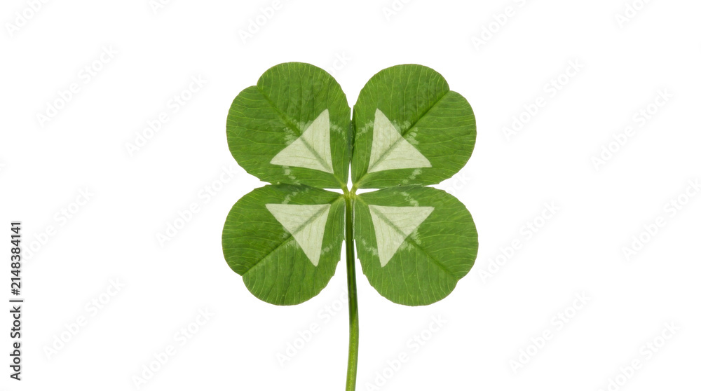 Obraz premium Four leaf clover with white markings on a transparent background PNG file