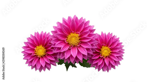 Pink dahlia flower heads isolated on a transparent background PNG file