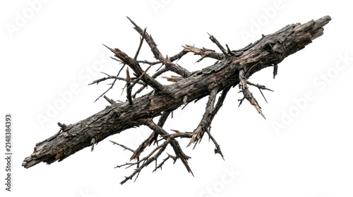 Dead tree trunk with broken branches on a transparent background PNG image