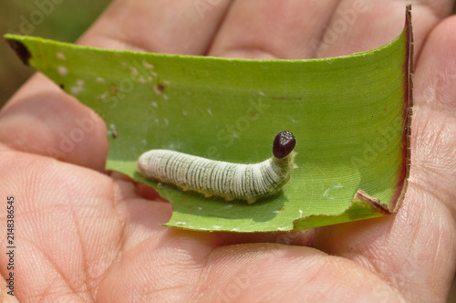 Banana Leaf Caterpillar Close Up on Green Leaf